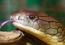 Snake Ransomware attack