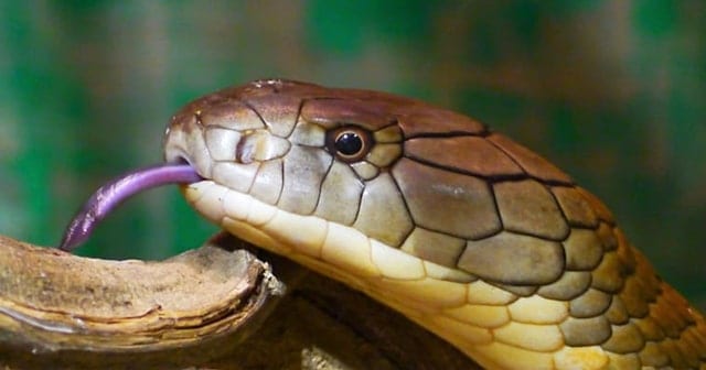 Snake Ransomware attack