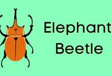 Elephant Beetle: A Latin American Threat Actor Stealing Millions of Dollars