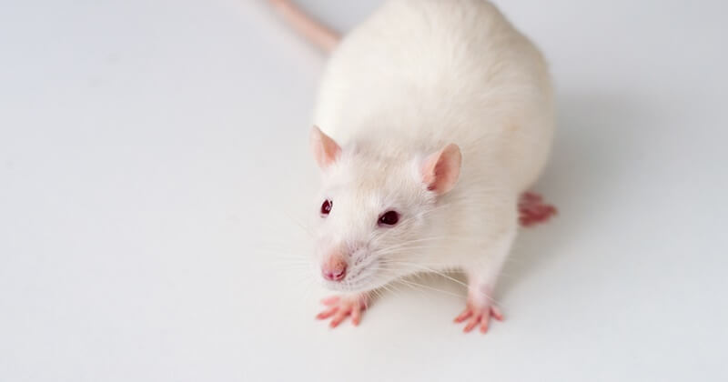 Australian Police Arrested Imminent Monitor RAT Developer